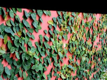 Plants growing in water