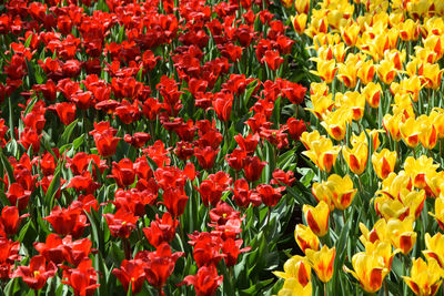 Full frame shot of red tulips