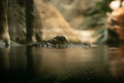 Surface level of crocodile in lake