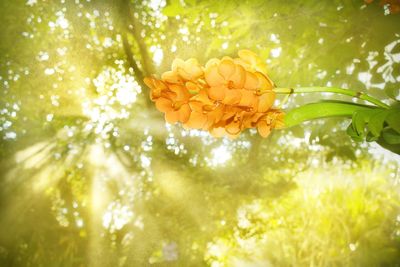 Low angle view of flowering plant against bright sun