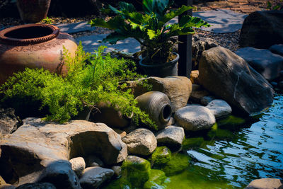 Plants on rocks at shore
