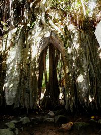 Trees in sunlight