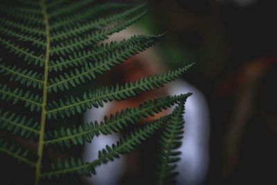 Close-up of fern leaves