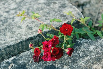 Close-up of red flowering plant on rock