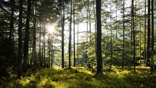 Sunlight streaming through pine trees in forest