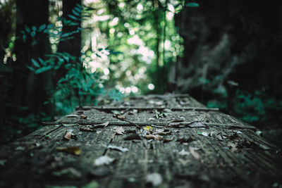 Close-up of tree trunk in forest