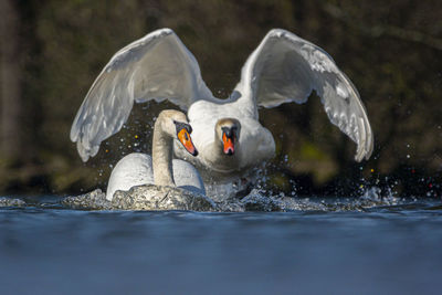 Swan swimming in lake