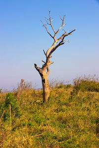 Dead tree on field against clear sky