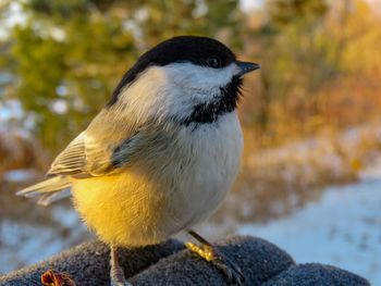 Close-up of bird perching outdoors