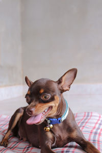 Portrait of a dog looking away