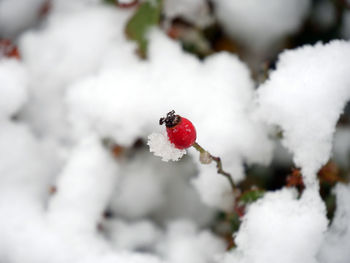 Close-up of ladybug on snow