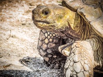 Close-up of tortoise