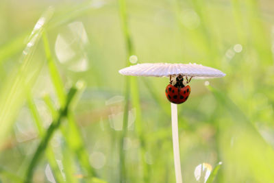 Close-up of ladybug on flower