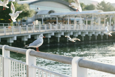 Seagull perching on railing