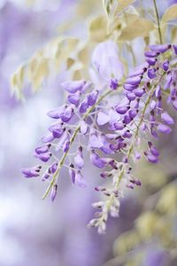 Close-up of purple flowering plant