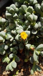 High angle view of yellow flowers
