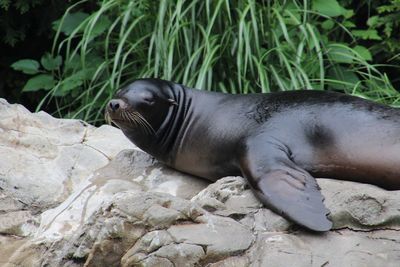 Closeup of a seal resting on rock at the zoo