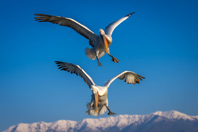 Low angle view of bird flying against sky