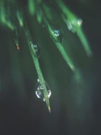 Close up of water drops on leaf