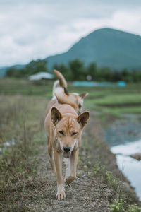 Lion standing in a field