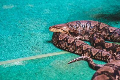 High angle view of lizard on leaf in swimming pool