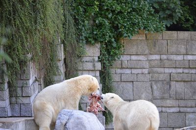 View of two dogs against wall