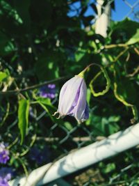 Close-up of purple flower blooming outdoors