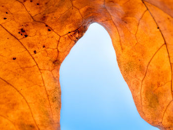Low angle view of orange sky