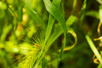 Close-up of green plant