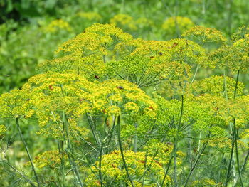 Close-up of yellow flowering plant in forest