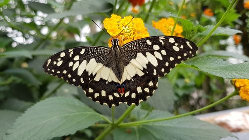 Close-up of butterfly pollinating on flower