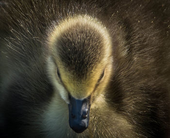 Close-up of bird