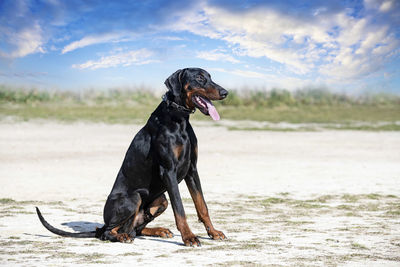 Dogs running on beach