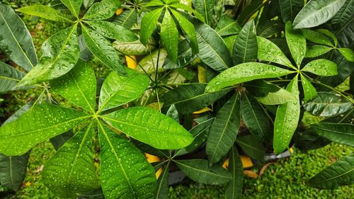 Close-up of green leaves