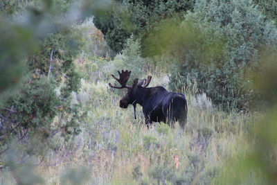 Moose on grassy field in forest