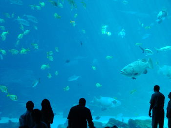 People watching fish swimming at aquarium