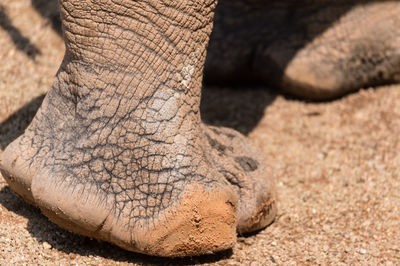 Low section of elephant on field