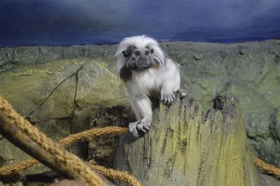 Close-up of dog on wood against sky