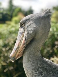 Close-up of a bird