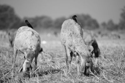 Sheep in a field