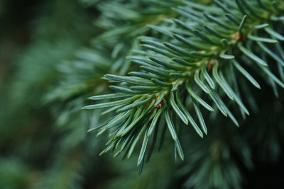 A branch of a fir tree in the park in close-up.