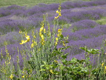 Purple flowering plants on field