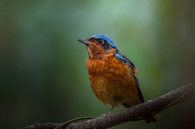 Close-up of bird perching on branch