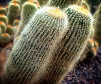 Close-up of plant against blurred background