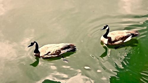 Ducks swimming on lake