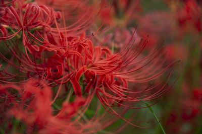 Close-up of red flowering plant