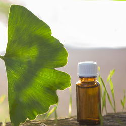 Close-up of green leaves on table