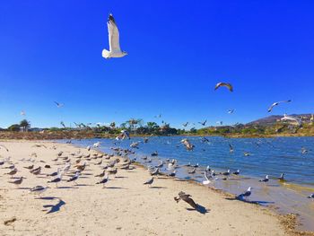 Seagulls flying over beach against clear blue sky