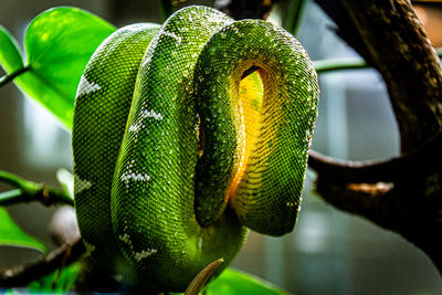 Close-up of lizard on tree