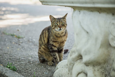 Portrait of cat sitting outdoors